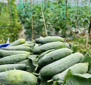 dưa leo nếp thơm - 500gr