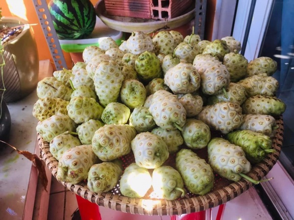 Trái nhàu già - combo 3kg