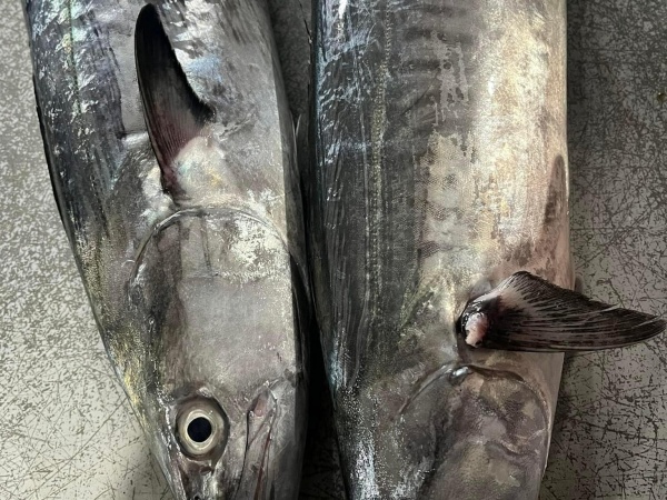 Cá thu mùa nguyên con - 3kg